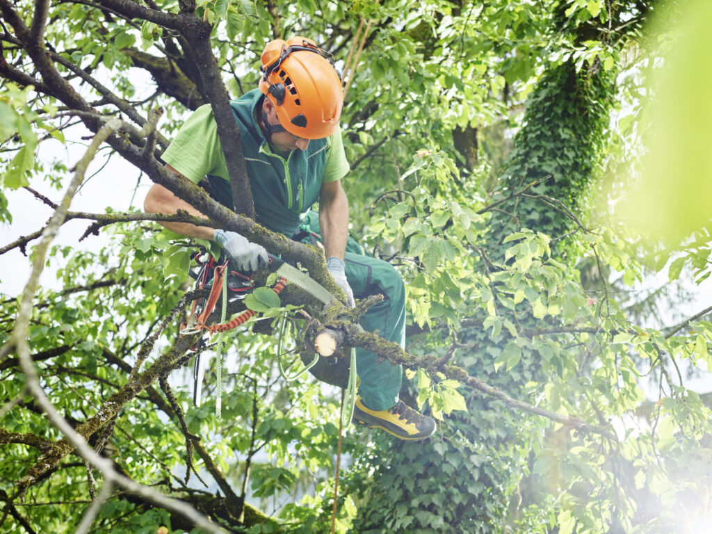 tree cutter pruning of tree