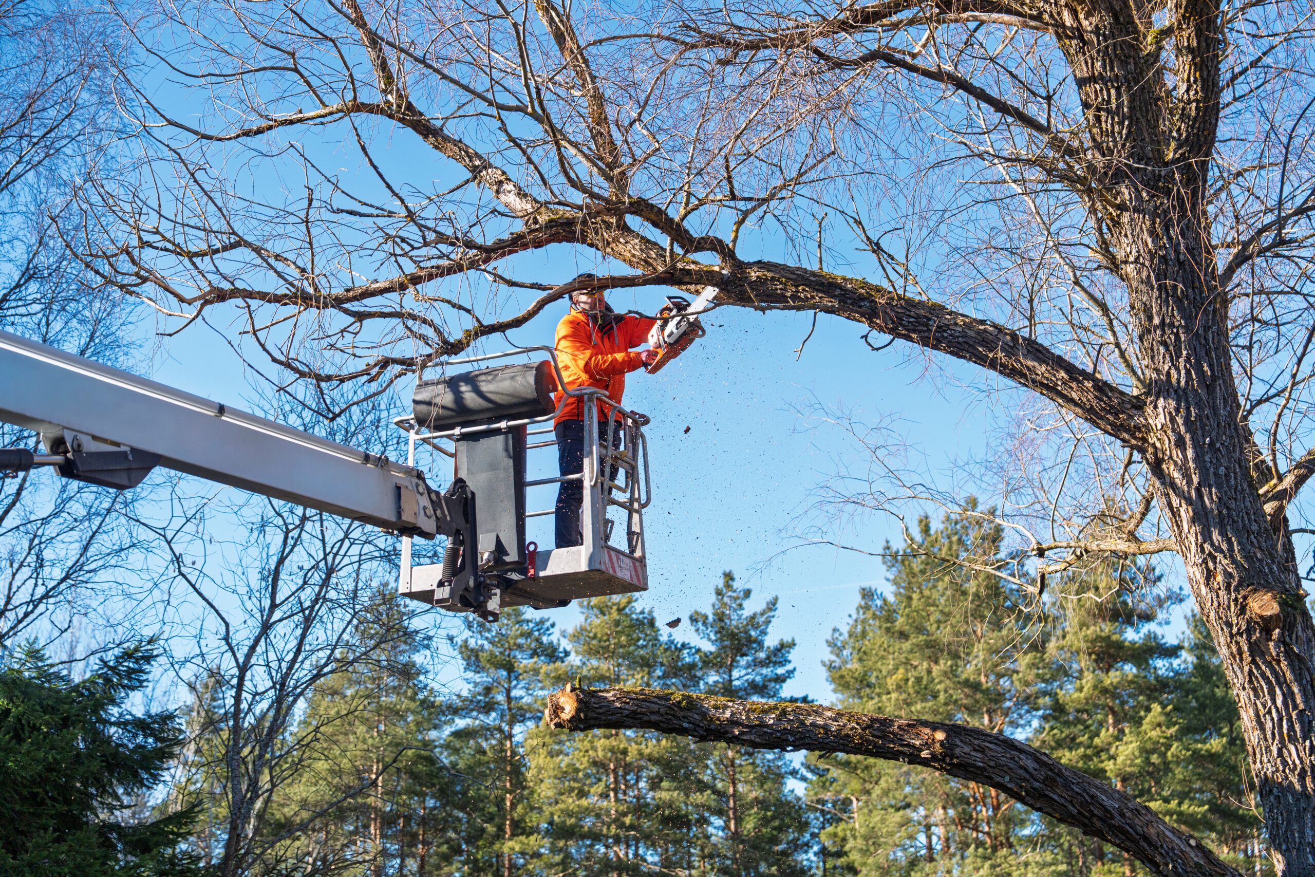 arborist working in a tree with a chainsaw from a boom lift for tree maintenance