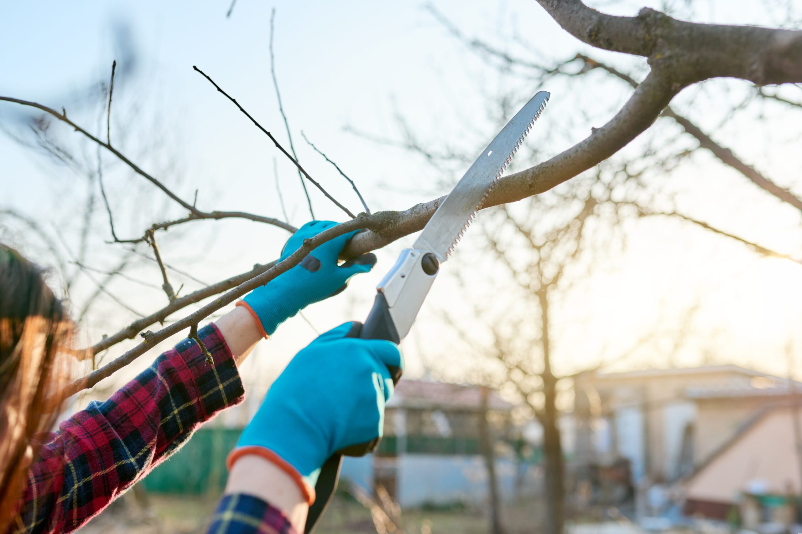 close up of a female gardener with a saw cutting off branches of fruit trees