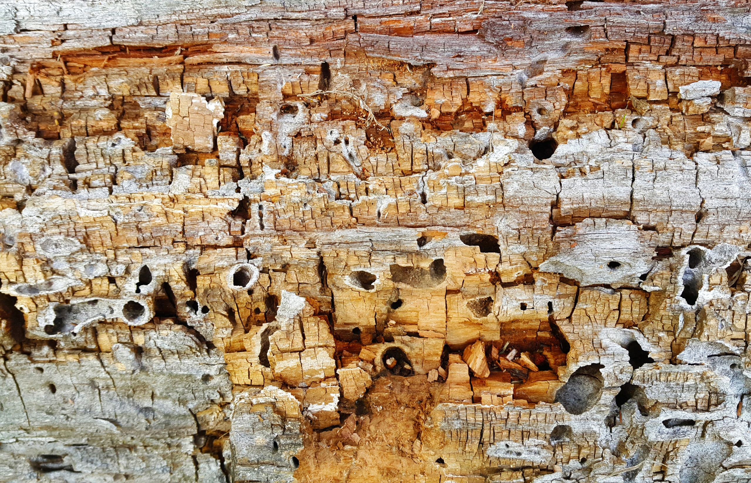 texture of decaying wood trunk with cracks and holes