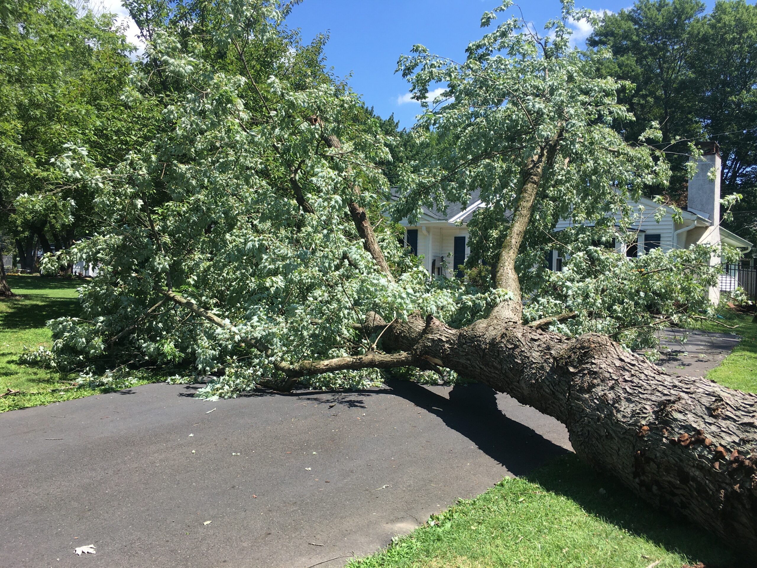 fallen tree blocking driveway after storm 2026 03 16 04 37 55 utc