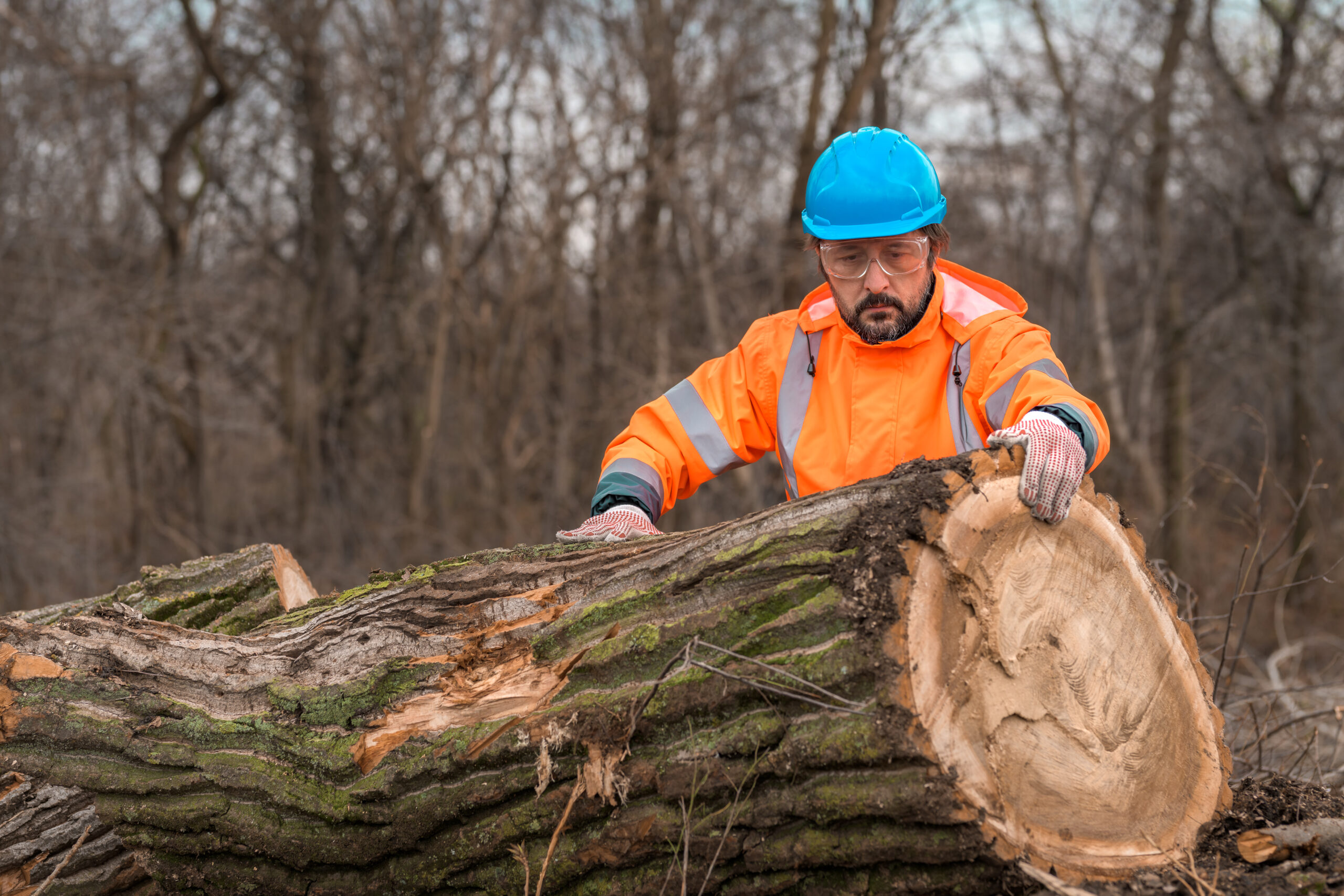 forestry technician analyzing tree trunk after cutting
