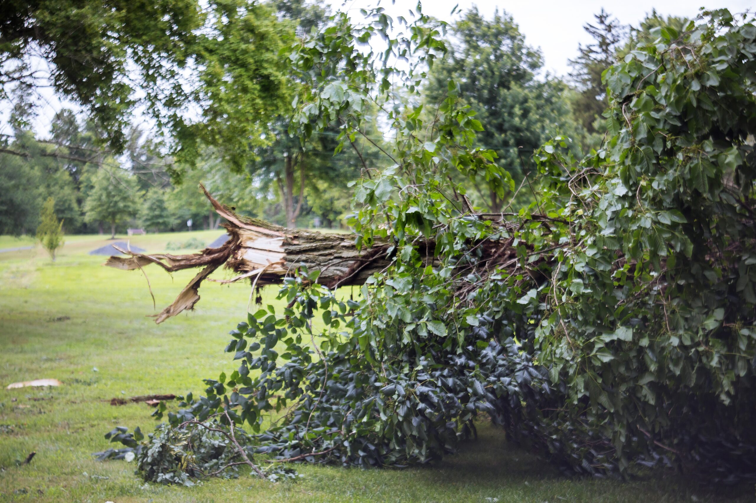 windfall in forest storm damage fallen trees in forest after strong hurricane