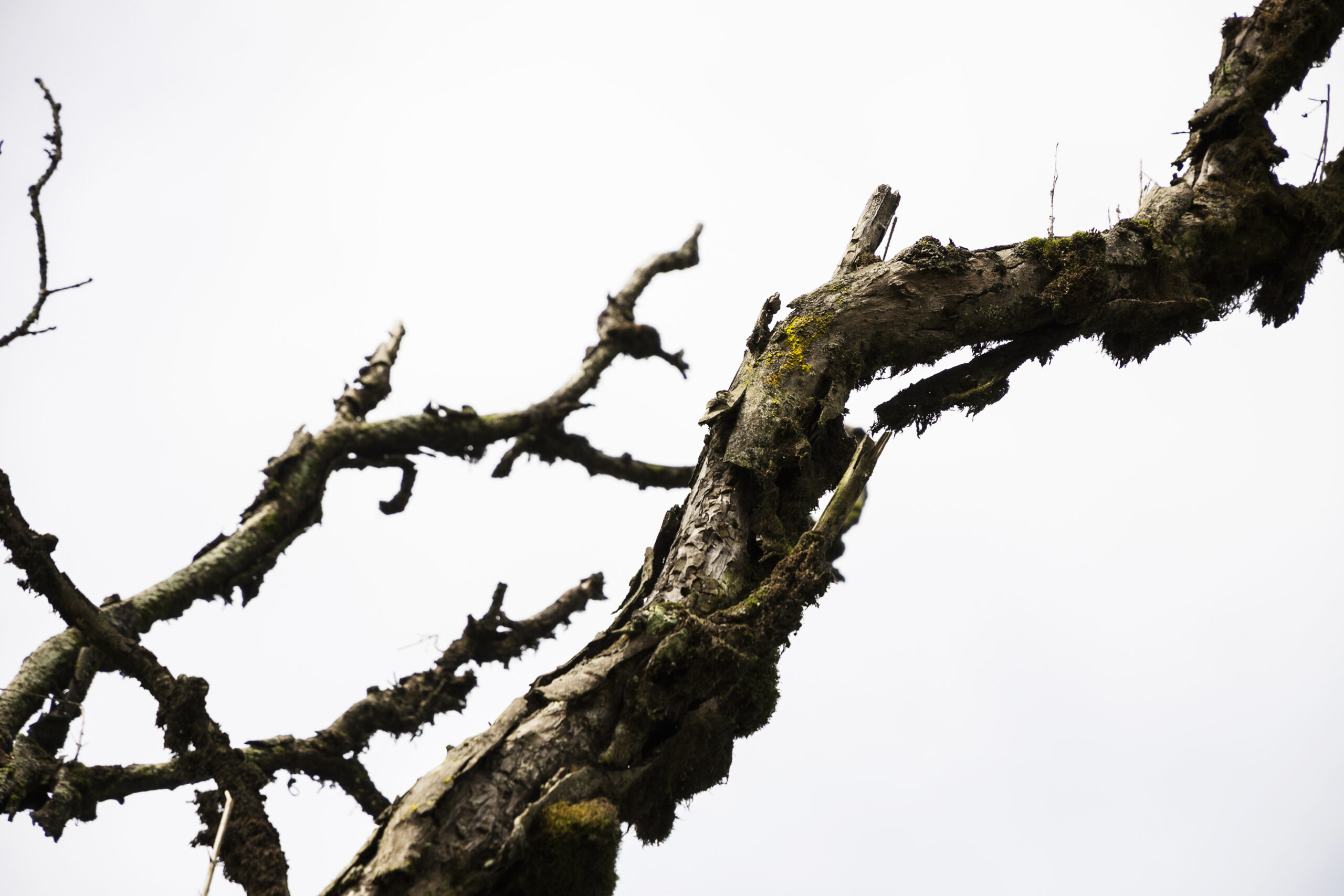 old tree branch with moss against white sky 2026 03 26 10 48 22 utc