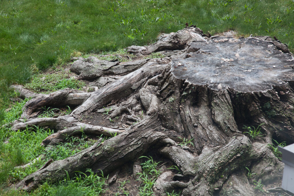 weathered tree stump surrounded by greenery outdoo 2026 01 11 10 26 24 utc